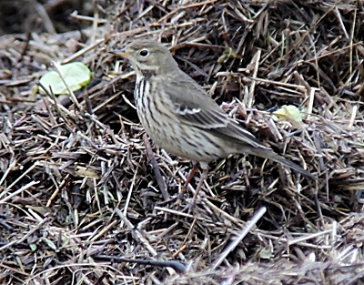 Buff-Bellied Pipit and Siberian Chiffchaff in the North West
