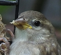 Juv House Sparrow
