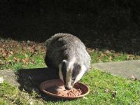 Badger in garden eating peanuts