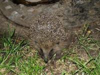 Often have hedgehogs nesting in my rock-less rockery.
One killed on road and weeks later found 4 dead babies in rockery nest. Should have put 2+2 together..