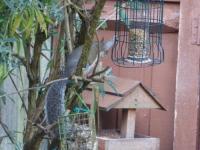Grey Squirrels might look sweet but do so much damage to the feeders and even see one have a go at a blue tit