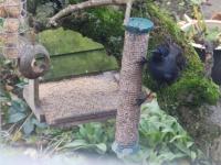 Jackdaw on the insect suet pellets