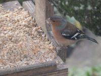Male chaffinch needing to wipe his chin today on Christmas Eve