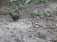 Blackbird and Great Spotted Woodpecker happily feeding together