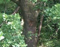 Green Woodpecker nest hole