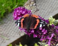 Red Admiral & Painted Lady butterflies