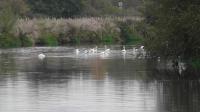 Swans on the River Trent