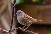 The Dunnock. Commonly known as a hedge Sparrow.
  Quite timid but a wonderful songster.