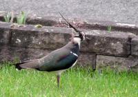 This handsome lapwing on our front lawn
