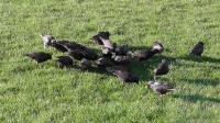 Starlings enjoying Twootz dried mealworms