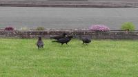 A family of Ravens enjoying Twootz suet pellets