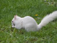 Rare Albino Squirrel turned up in My garden today only 30 in the Country