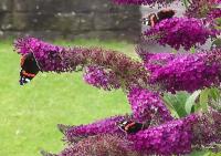 3 Red Admiral