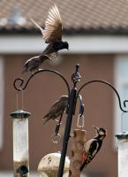Starlings and Woodpecker