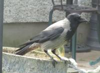 Hooded crow taking a pit stop from Ireland ..rare here in North Wales
