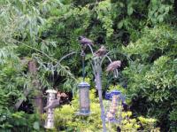 Young Starlings feeding, and being fed with, Utterly Butterly fat balls