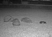 These 3 hogs are enjoying Twootz Suet Pellets & Chopped Peanuts we put out at night.