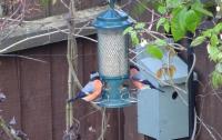 We counted 6 male bullfinches today all queuing up for the feeders - must be the Twootz sunflower hearts!