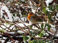 Robin sheltering from snow