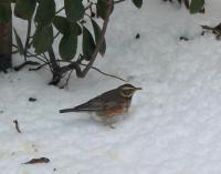 Excited first Redwing ever seen!