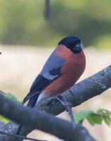 First time I have ever seen a bullfinch in my garden.