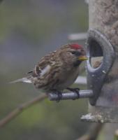 Another first ever in our garden. Common Redpoll - male - Winter plumage