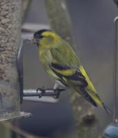 and another first in our garden. a male Siskin