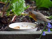 following advice to soak the mealworms when the adults are feeding young I did this and the robin(s) used to turn up as soon as they saw me, just waiting for me to put a small number in the dish; sometimes they managed 4 or 5 in one beakful