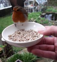 One of a pair of Robins who we can hand feed Twootz Sunflower hearts. We see them two or three times a day. They don't like feeding together though, a bit of 'arguing' goes on..