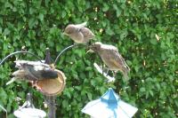 Mum Starling getting ready to meed chicks - they love the Twootz Coconut feeders.
