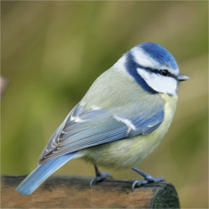 Blue Tit Facts - Blue Tit Information 