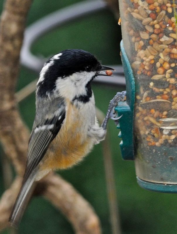 Coal Tit breeding