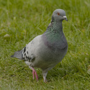 Feral Pigeon Facts - Feral Pigeon Information : Twootz.com