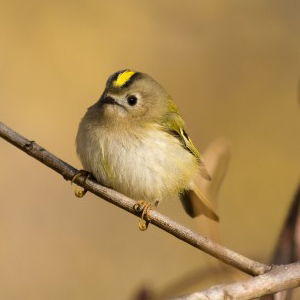 Image result for goldcrest