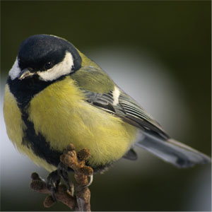 Crested Tit Bird Facts