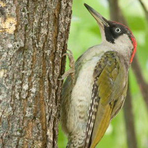 Green Woodpecker Facts - Green Woodpecker Information : Twootz.com