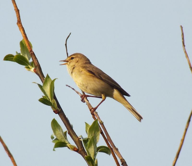 Willow Warbler Facts - Willow Warbler Information : Twootz.com