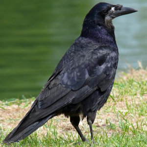 Rook Bird Facts (Corvus frugilegus)