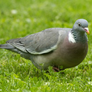 How long do wood pigeons live for uk