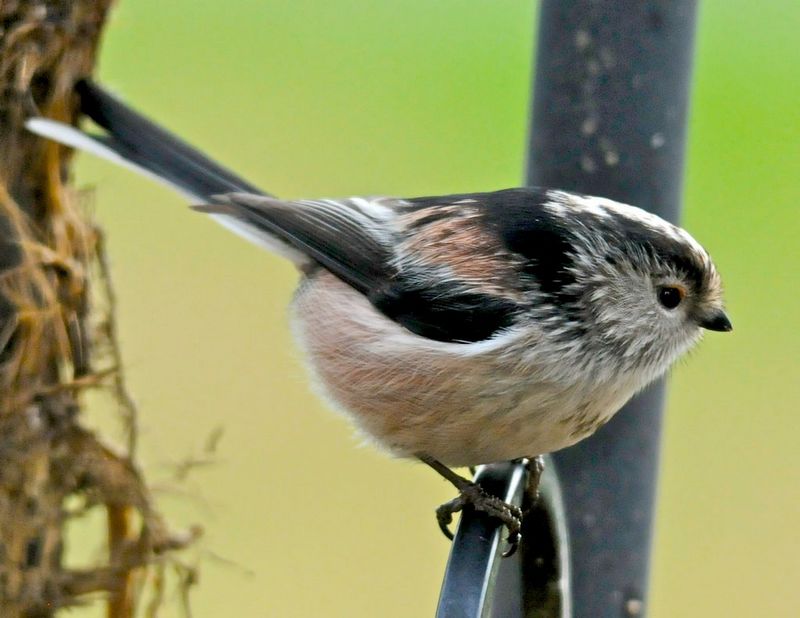 Long Tailed Tit Facts - Long Tailed Tit Information : Twootz.com