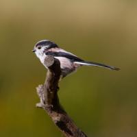 Long Tailed Tit