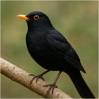 Blackbird