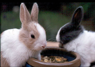 basic bunny care