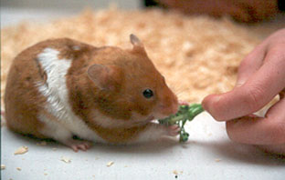 How to Care for Your Hamster: The Basics