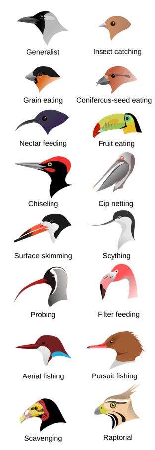 Bird Beaks 