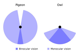 Birds Vision