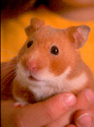 Syrian Hamster Lifespan: How Long Do Syrian Hamsters Live? - A-Z