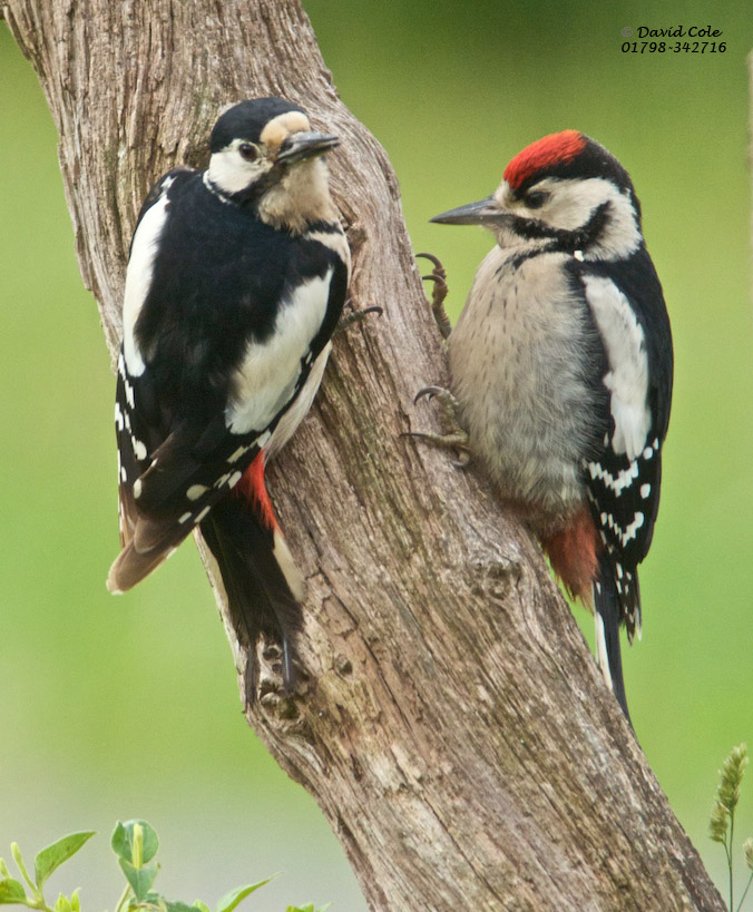 Greater Spotted Woodpeckers