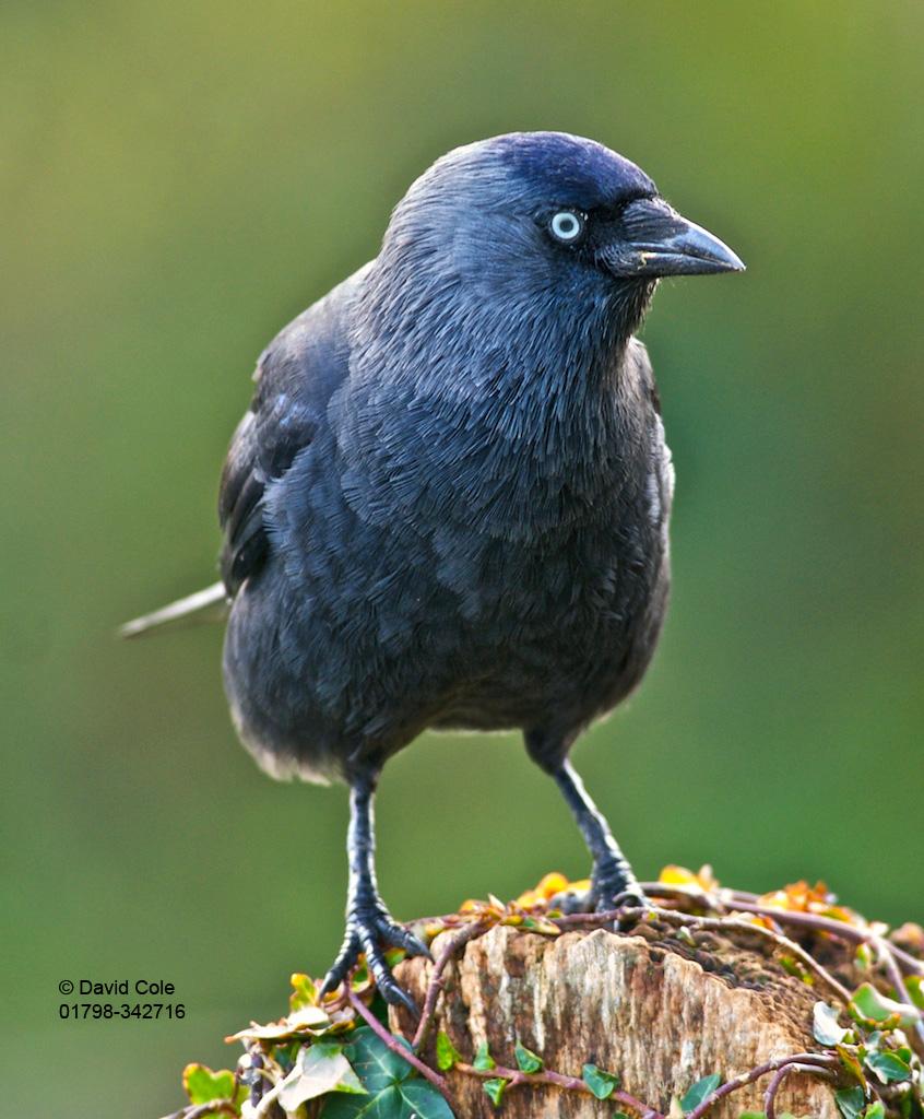 Jackdaws By David Cole