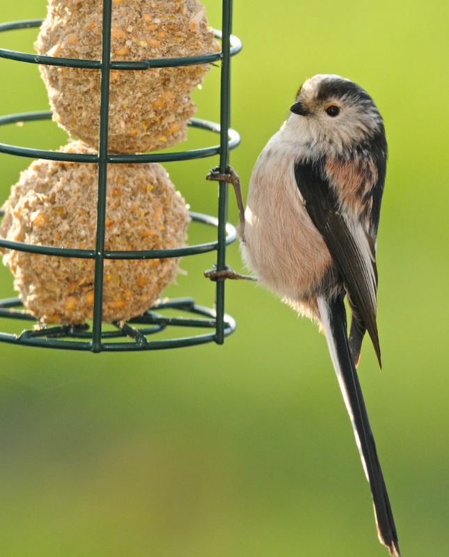 best food for long tailed tits